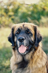Close-up of a Leonberger dog in front of grass
