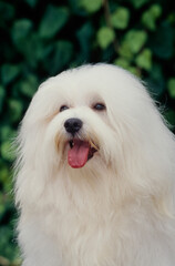 Close up of Havanese
