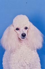 Toy poodle on blue background