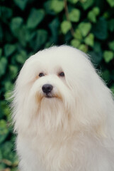 Close up of Havanese