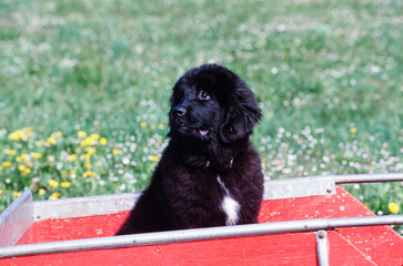 A Newfoundland puppy in a wagon