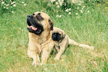 A mastiff dog and puppy in grass - obrazy, fototapety, plakaty