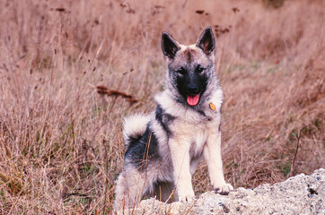 A Norwegian Elkhound puppy in grass with its paws on a rock