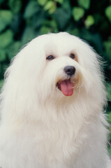 Close up of Havanese