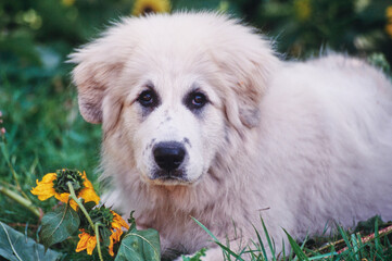 A Great Pyrenees dog in grass