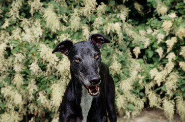 Closeup of greyhound face in front of bushes