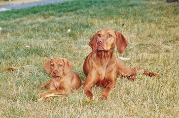 Two Vizslas laying in grass outside