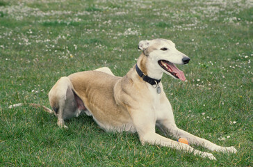 Naklejka na ściany i meble Greyhound laying in grass