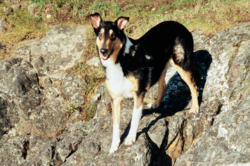 Collie dog standing on rocky surface outside