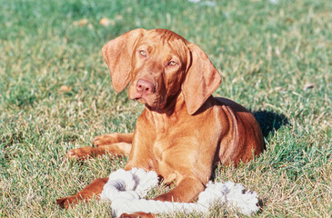 Vizsla laying in grass outside with rope toy