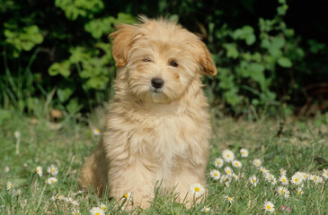 Naklejka na ściany i meble Havanese puppy in grass