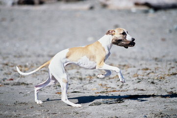 Whippet running outside on beach shore line carrying piece of wood in mouth