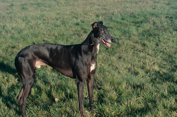 Fototapeta na wymiar Greyhound standing in grass