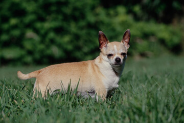 Chihuahua standing in grass