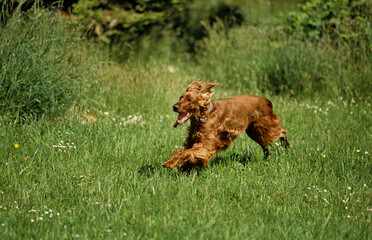 Irish Setter in grass