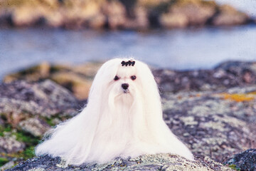 Hey Maltese dog on a rock