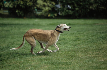 Greyhound running in yard