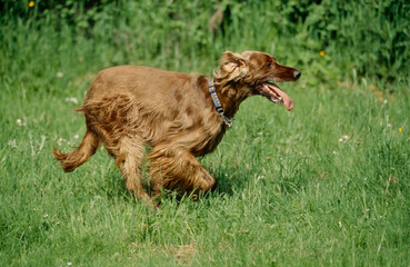 Irish Setter in grass