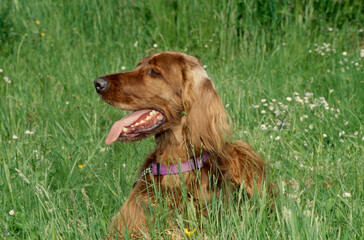 Irish Setter in grass
