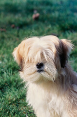 Close up of a Lhasa apso dog on a green background