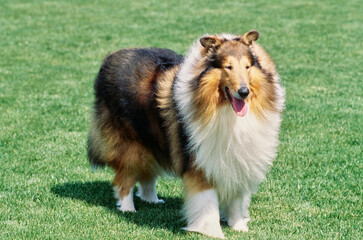 Collie dog standing outside in grass