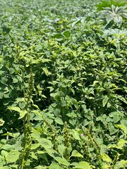 green leaves background