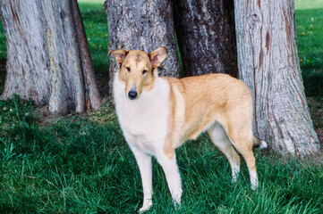 Collie dog standing in grass under trees outside