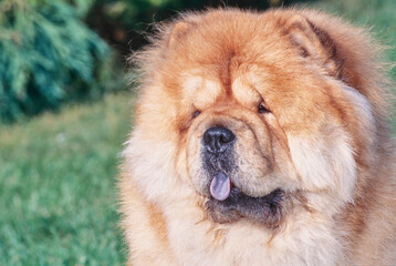 A close-up of a Chow Chow dog
