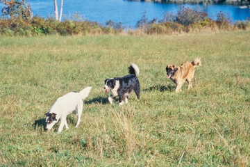 Fototapeta premium A Leonberger with two other dogs in grass