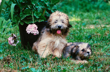 A Lhasa apso dog and puppy on grass