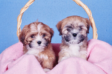 Two Lhasa apso puppies in a basket