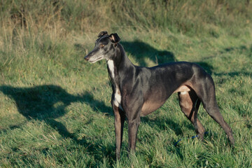 Greyhound standing in grass