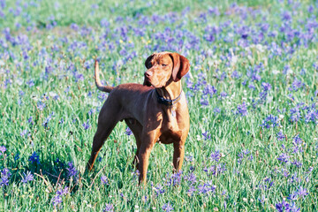 Vizsla standing in grassy field with purple flowers