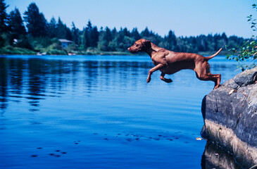 Vizsla outside jumping into lake water from stone edge