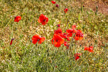Fototapeta premium Pompeii, Italy