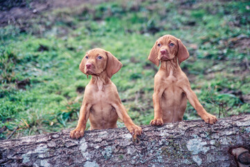Two Vizsla puppies sitting up on tree trunk