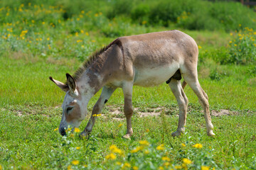 Naklejka na ściany i meble Light Brown and White Mare Donkey Grazing in Florida Wildflower Field