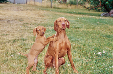 Two Vizslas sitting in grass outside