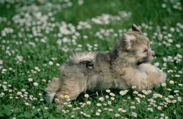 Naklejka na ściany i meble Havanese puppy in grass
