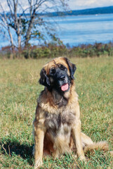 A Leonberger dog in grass