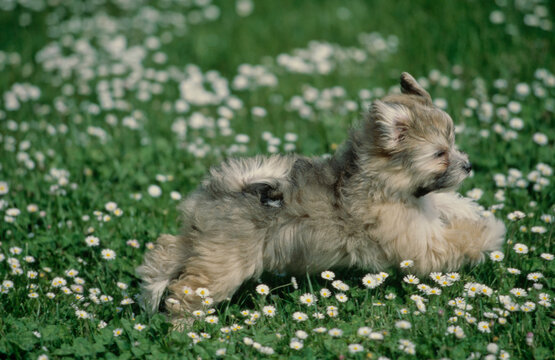 Havanese Puppy In Grass