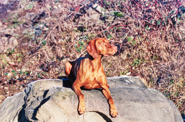 Vizsla laying on stone outside