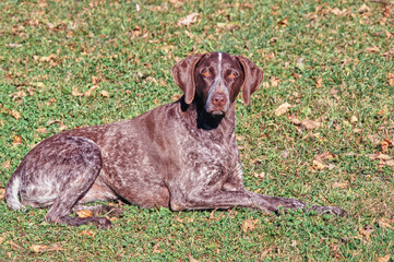 A German shorthaired pointer dog in grass