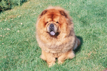 A Chow Chow dog in grass