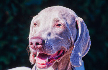 Weimaraner face close up outside