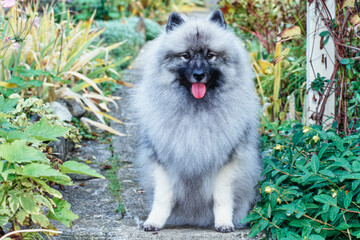 A Keeshond dog on a path between greenery.