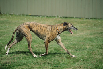 Obraz na płótnie Canvas Greyhound running in yard