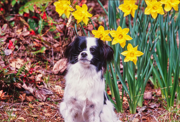 Fototapeta na wymiar A Papillon dog with daffodils