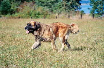 Fototapeta na wymiar A Leonberger dog in grass