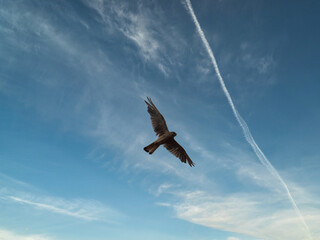 a hawk circles over a farm